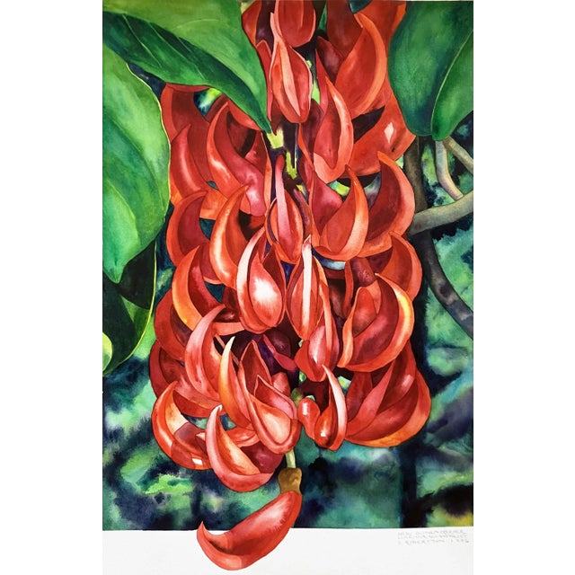 Realism 1990s Sally Robertson Realist Watercolor Painting of a New Guinea Creeper, Framed For Sale - Image 3 of 7
