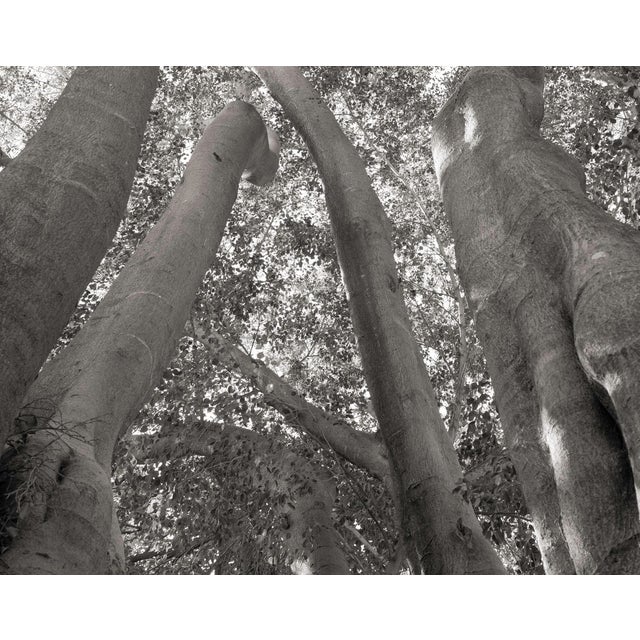 This digital archival print size is 18" x 12" printed on 19" x 13" Vibrance Matte Paper from Breathing Color in Austin,...