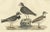 Prideaux John Selby, Plovers in Contrast, Age and Species, 1826, Engraving For Sale - Image 3 of 7