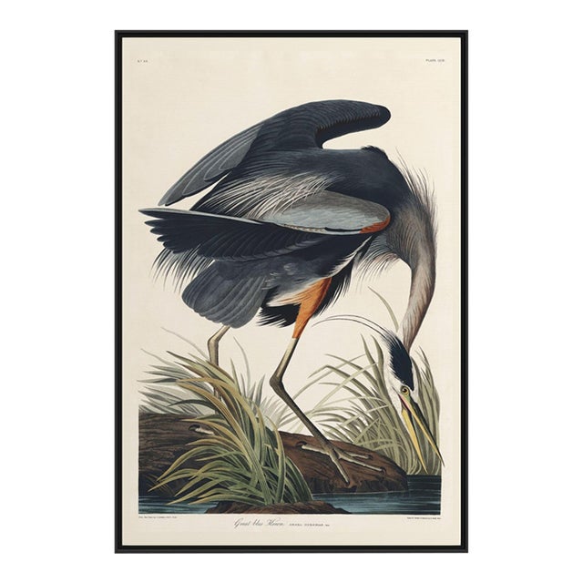 Great Blue Heron Framed Canvas Art by John James Audubon – Black Frame, 24" X 36" For Sale