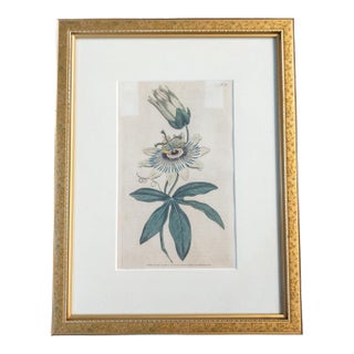 18th Century Hand Colored Passionflower Engraving From Curtis Botanic Magazine For Sale