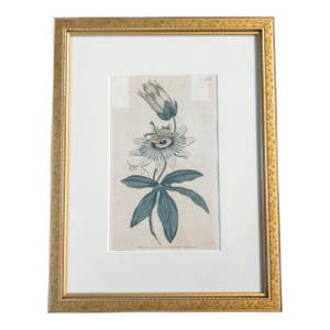 18th Century Hand Colored Passionflower Engraving From Curtis Botanic Magazine