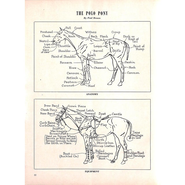 Green Polo Bostwick Field Summer Season 1947 Program For Sale - Image 8 of 16