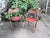 Vintage Wooden Theatre Folding Chairs by General Sales Co. (Set of 4) For Sale - Image 12 of 13