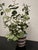 Early 21st Century Hand Painted Tole Geranium in Pot For Sale - Image 5 of 10