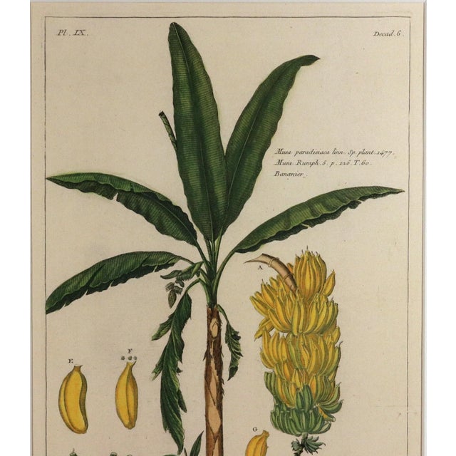 Botanical Hand-Colored Copper Engraving of Banana Plants, Georg Eberhard Rumphius, 1741–1750) For Sale - Image 13 of 17