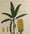Botanical Hand-Colored Copper Engraving of Banana Plants, Georg Eberhard Rumphius, 1741–1750) For Sale - Image 13 of 17