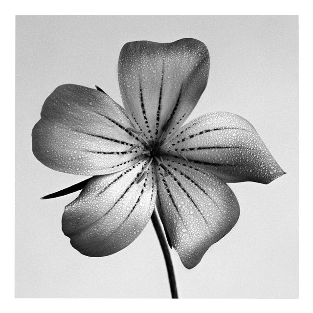 Ugne Pouwell, Ocean Pearl, 2024, Photography For Sale