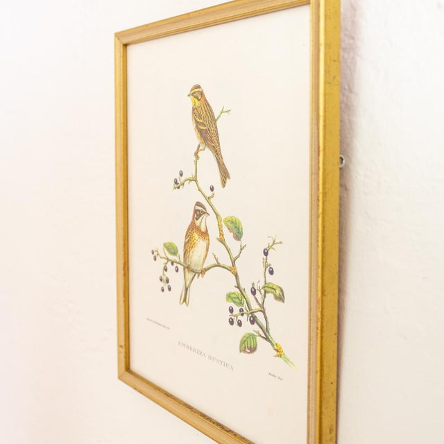 Bird Print J Gould and Hc Richter Emberiza Rustica Rustic Bunting