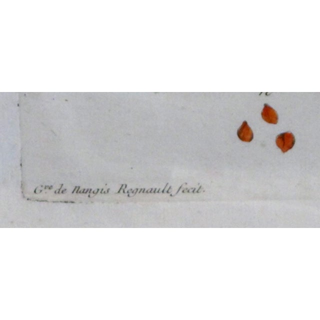 Well-Executed French Hand-Colored Engraving of La Serpentaire From a 'La Botanique Mise a La Portee De Tout Le Monde' by Genevieve De Nangis Regnault For Sale - Image 4 of 5