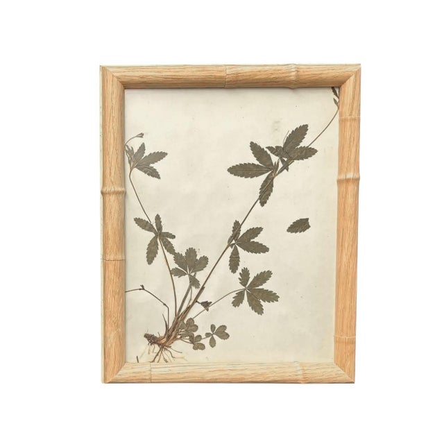 Wood 1893 Herbarium Botanical Specimens, Set of 12 For Sale - Image 7 of 18