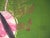 LIONEL (Lionel PERROTTE, known as) (1949-2020) Spring Emotion Original color carborundum etching Signed in pencil Limited...