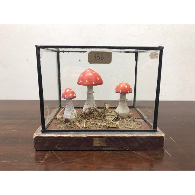 Wooden Mushrooms in Glass Dome, 1950s For Sale - Image 6 of 6