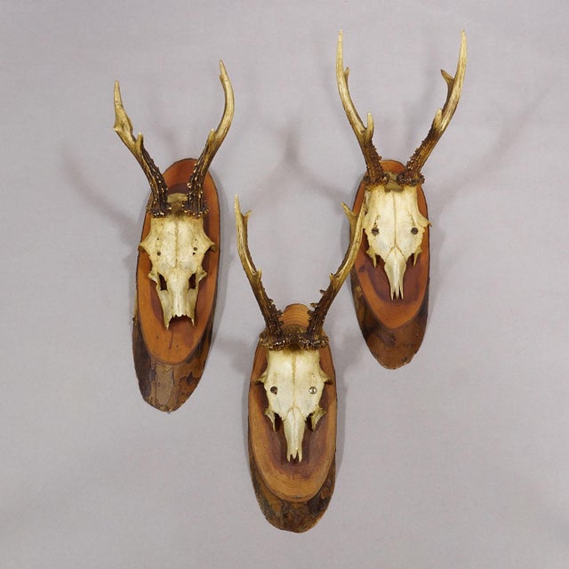 Set of Six Roe Deer Trophies on Wooden Slices Germany Ca. 1960s For Sale - Image 6 of 7