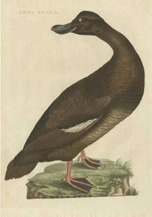 Sepp & Nozeman, Velvet Scoter, 1809, Paper
