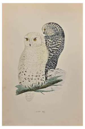 Alexander Francis Lydon, Snowy Owl, Woodcut Print, 1870