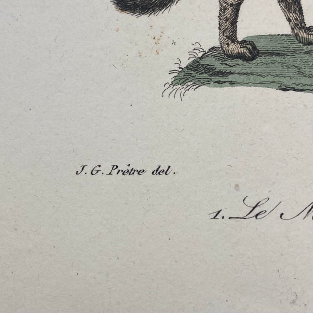 Paper French Antique 18th Century "Le Margay" Animal Engraving Hand Colored Signed Artwork For Sale - Image 7 of 8
