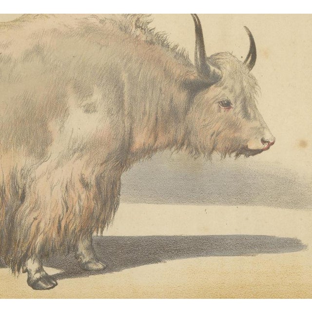 19th Century Borie, Male Yak, from Borie's Farm Animals, 1863, Chromolithograph For Sale - Image 5 of 9