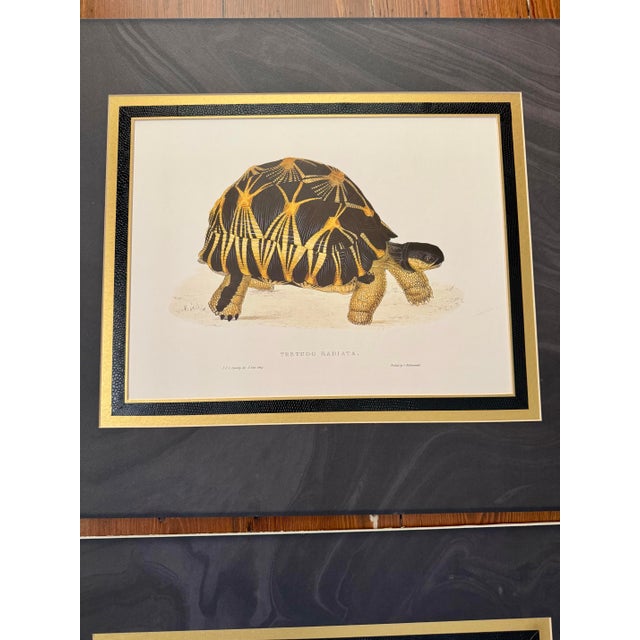 Traditional Unframed but Matted Pair of Testudo Carbonaria and Testudo Radiata Prints- Pair of Turtle Prints For Sale - Image 3 of 5