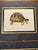 Traditional Unframed but Matted Pair of Testudo Carbonaria and Testudo Radiata Prints- Pair of Turtle Prints For Sale - Image 3 of 5