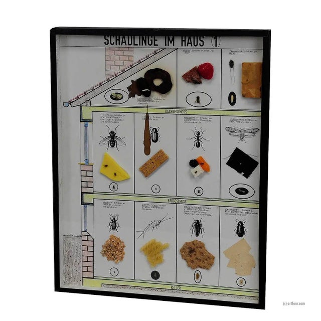 Mid 20th Century A Great Vintage School Teaching Display of Household Pests (1) For Sale - Image 5 of 5