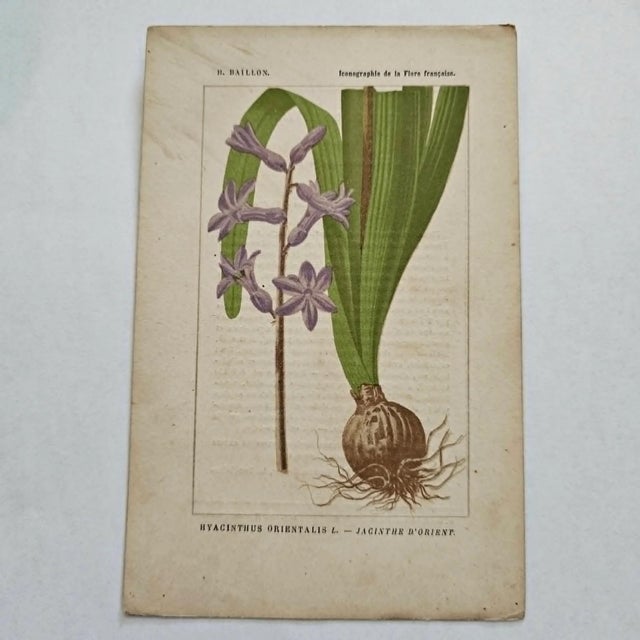 Original 19th-century French botanical lithograph by renowned botanist **Henri Ernest Baillon**, published in Paris...