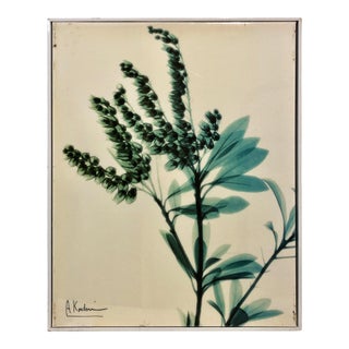 Flower X-Ray Framed Photograph For Sale