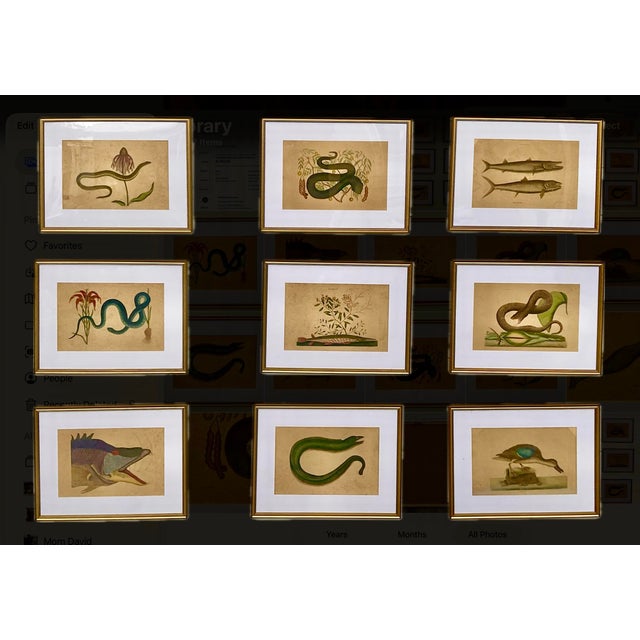 18th Century Framed Engravings by Mark Catesby, Set of Nine Natural History Art For Sale - Image 16 of 17