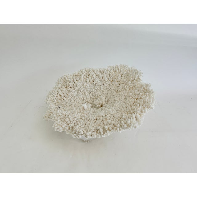 Late 20th Century Natural Table Coral on Acrylic Base For Sale - Image 5 of 8