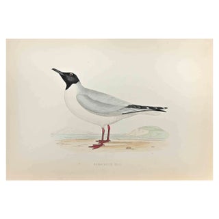 Alexander Francis Lydon, Buonaparte's Gull, Woodcut Print, 1870 For Sale