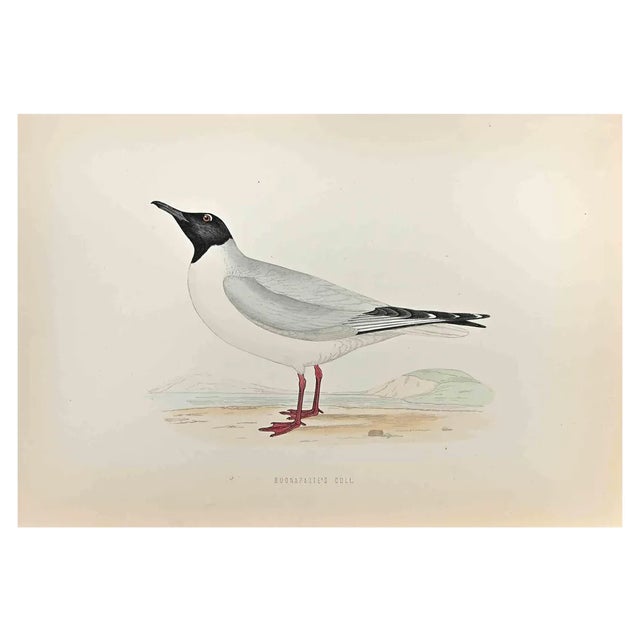 Alexander Francis Lydon, Buonaparte's Gull, Woodcut Print, 1870 For Sale