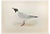 Alexander Francis Lydon, Buonaparte's Gull, Woodcut Print, 1870 For Sale