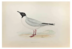 Alexander Francis Lydon, Buonaparte's Gull, Woodcut Print, 1870