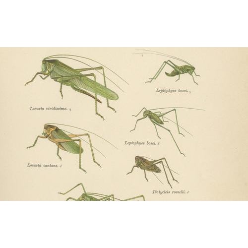 Beige Monumental Orthoptera of Central Europe, 1908, Lithograph, Set of 3 For Sale - Image 8 of 11