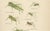 Beige Monumental Orthoptera of Central Europe, 1908, Lithograph, Set of 3 For Sale - Image 8 of 11