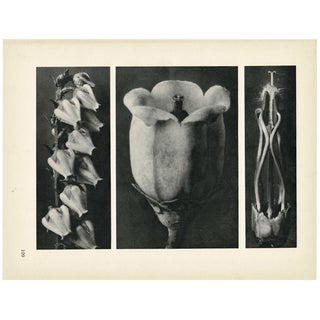 1928 Karl Blossfeldt Original Period Photogravure N109 of of Andromeda Floribunda For Sale