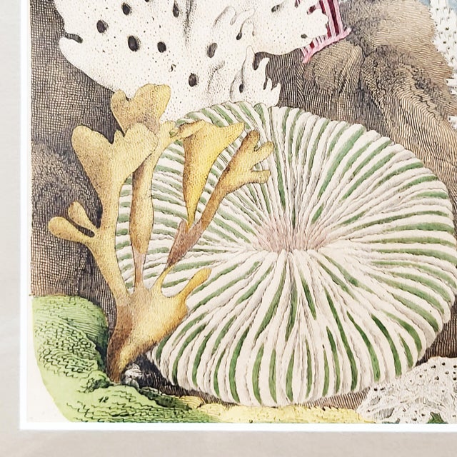 Antique Zoological Print with Coral & Anemones, 19th Century For Sale - Image 3 of 17