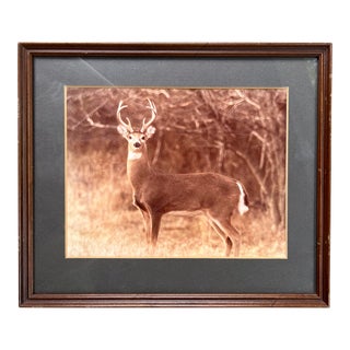 Vintage Photograph of a Deer- Framed For Sale
