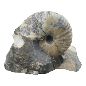 Genuine Fossil Shell Ammonite South Dakota Fox Hills Formation Scaphite