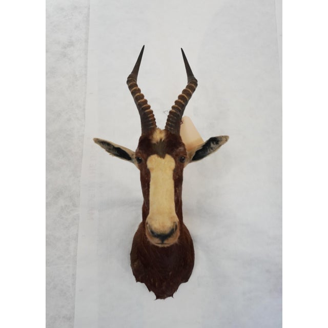 African Blesbok Antelope Mount Bust Head For Sale - Image 3 of 17