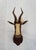 African Blesbok Antelope Mount Bust Head For Sale - Image 3 of 17