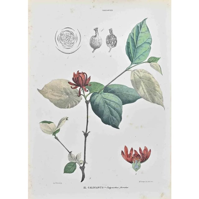 Lithograph hand watercolored. Belongs to the Series "Atlante di Botanica popolare ossia Illustrazione di Piante Notevoli...