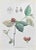 Lithograph hand watercolored. Belongs to the Series "Atlante di Botanica popolare ossia Illustrazione di Piante Notevoli...