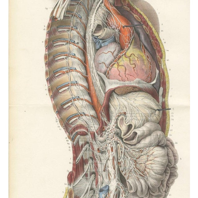 Hirschfeld and Leveille, the Nervous System of the Whole Body, Hirschfeld Double Folding Plate, 1866, Paper For Sale - Image 4 of 12