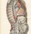 Hirschfeld and Leveille, the Nervous System of the Whole Body, Hirschfeld Double Folding Plate, 1866, Paper For Sale - Image 4 of 12