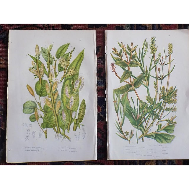 Late 19th Century Authentic Antique 19th Century Botanical Lithographs - Set of 12 For Sale - Image 5 of 6
