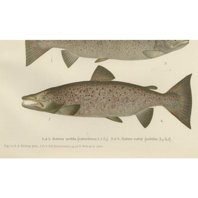 Scandinavian Salmon and Char, 1895, Paper For Sale - Image 4 of 6