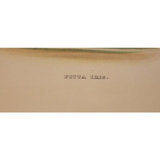 1893 English Framed Lithograph of the Pitta Iris by William Matthew Hart For Sale - Image 4 of 7