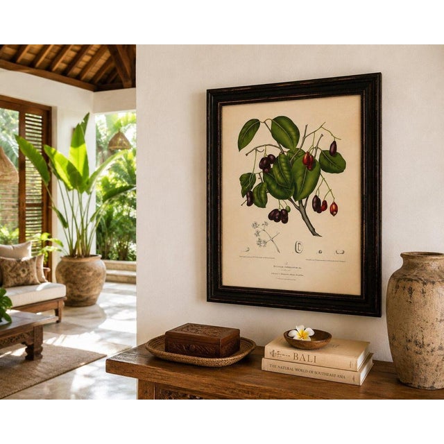 Paper Sheep van Nooten, Java Plum Botanical, 1880, Chromolithograph For Sale - Image 7 of 9
