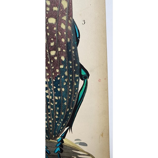 Original Seguy Insect From 1924 Antique Pochoir Plate #13 For Sale - Image 9 of 12